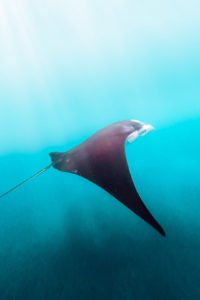 Read more about the article Complete 2023 Guide to Manta Point, Nusa Penida