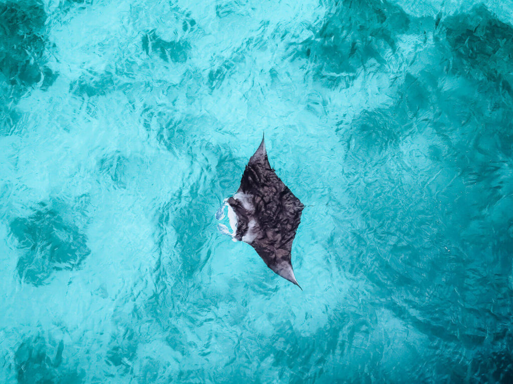 Manta Rays swimming at Manta Bay