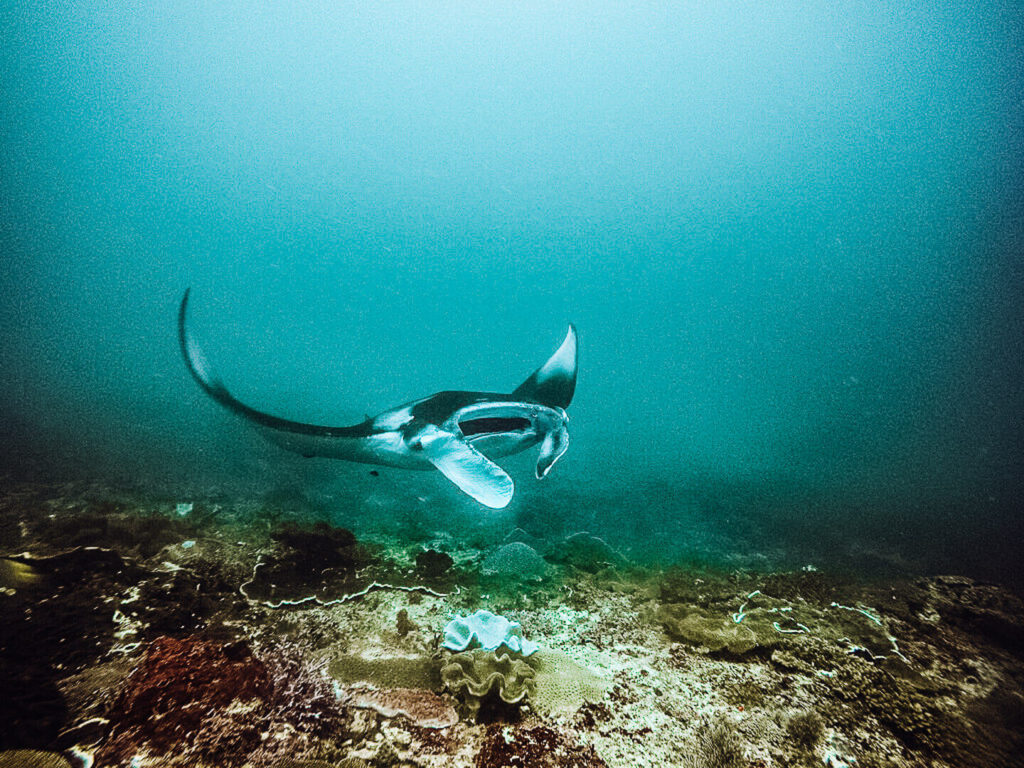 Manta Ray snorkeling Nusa Penida Bali