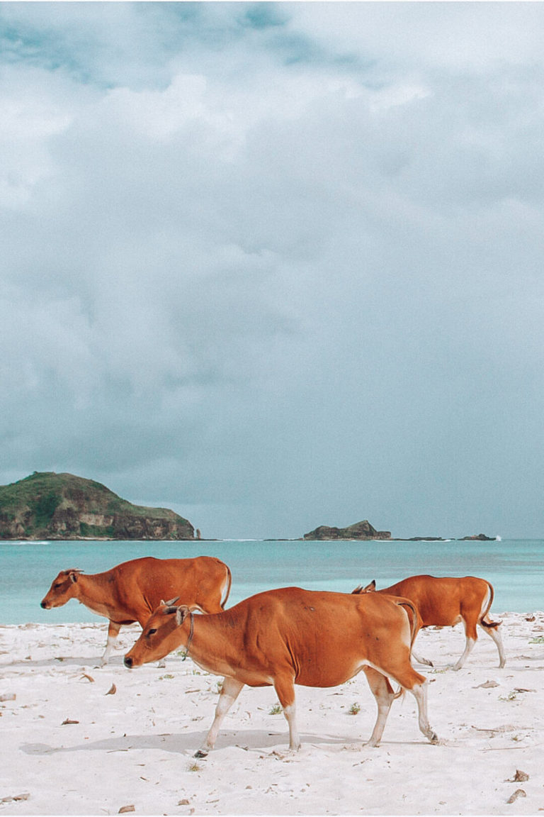 Cows at Tanjung Aan Beach