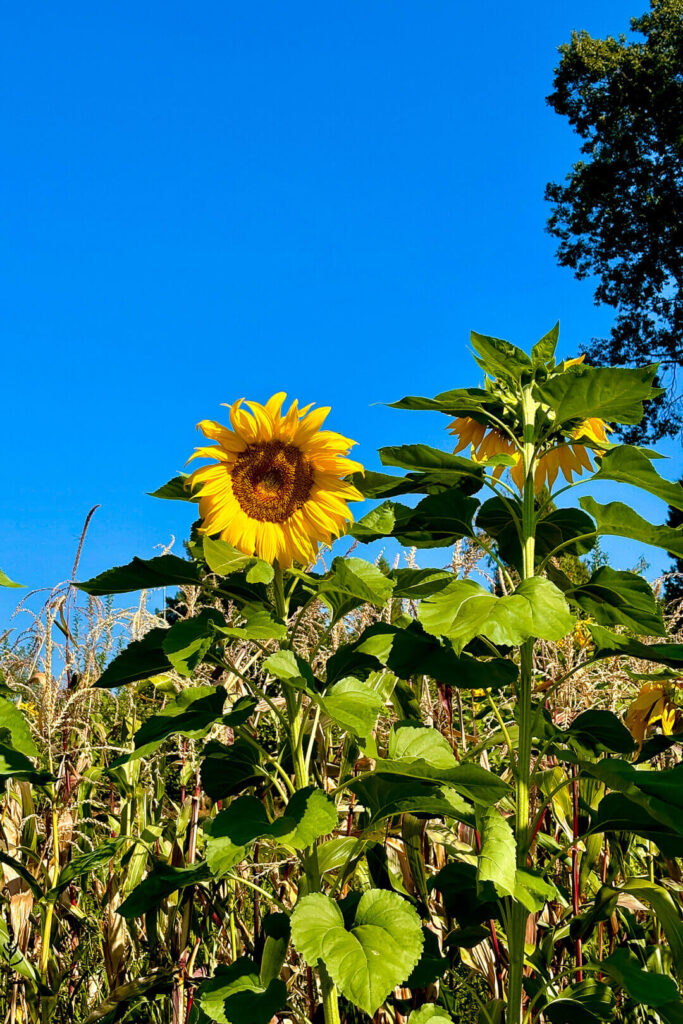 sunflowers blooming in July