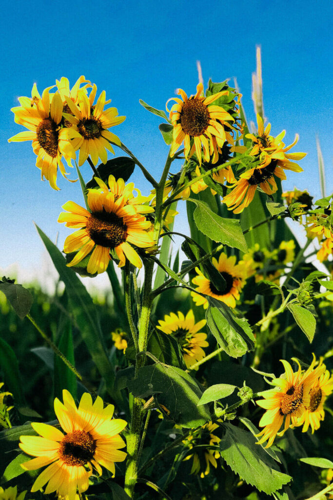 Sunflowers fields in california