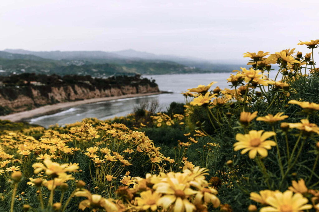 wild flowers in california
