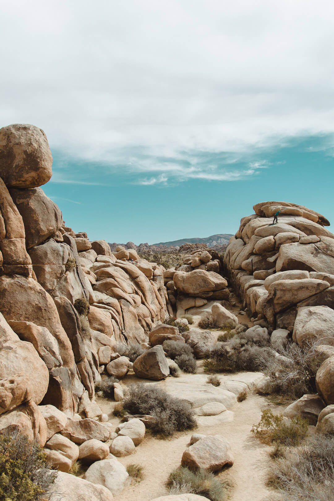 Best Things to do in Joshua Tree National Park in 2023