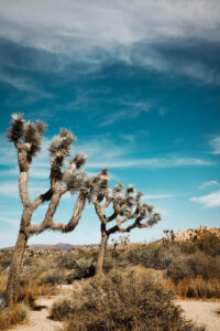 Read more about the article Best Two Day Joshua Tree Itinerary for 2023