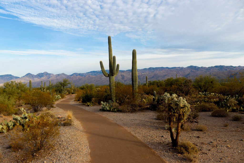 saguaro hiking trail