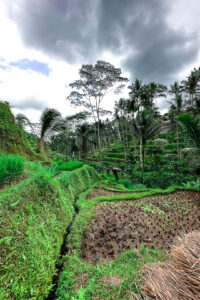 Read more about the article 11 Best Rice Fields in Bali in 2023