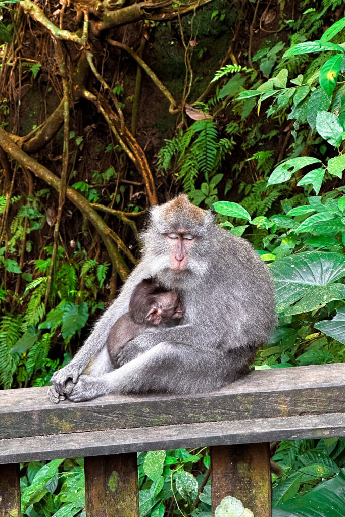 monkey forest ubud