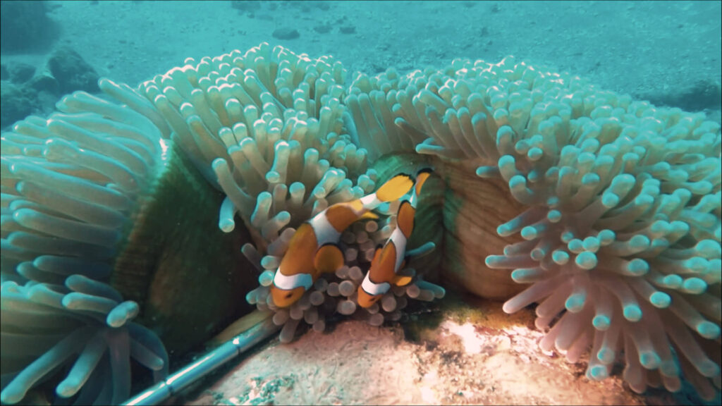 Diving in Tulamben clownfish marinelife