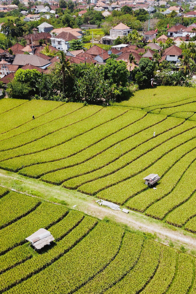 rice fields in canggu