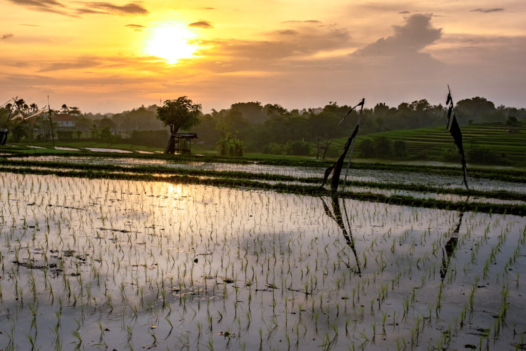 canggu things to do 